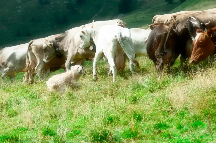 Bergamo sheepdog during a grouping of cows