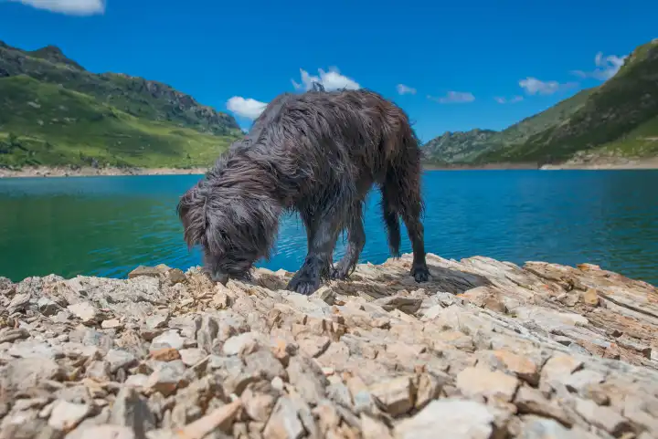 Schwarzer Hirtenhund in der Nähe eines Bergsees schnüffelt an den Steinen