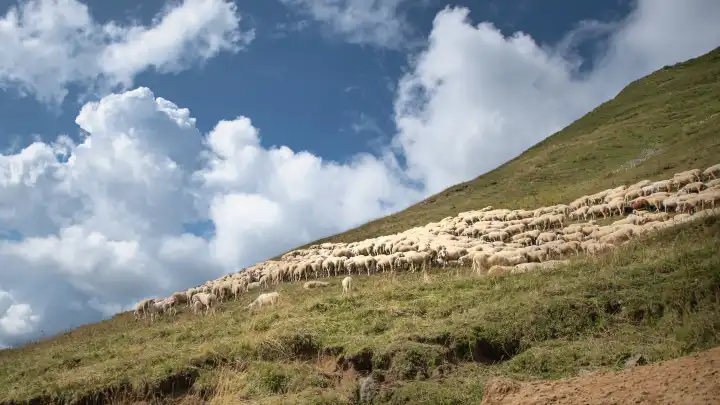 Flock of sheep in mountain pasture in the Brembana valley Italy