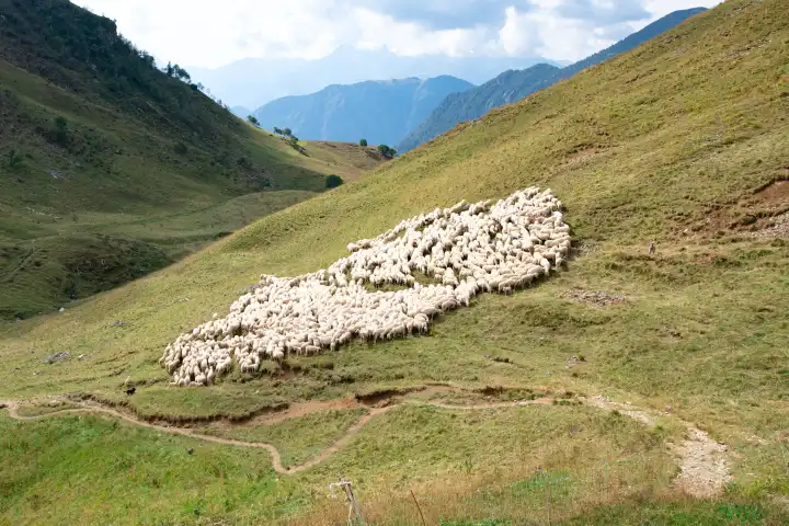 Schafherde in der Nähe eines Bergpfads im Brembana-Tal, Italien