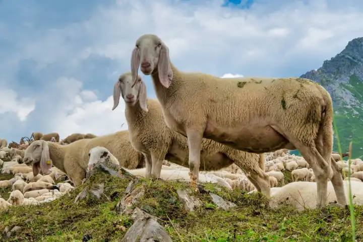 Frisch geschorene Schafe auf der Weide in den Bergen