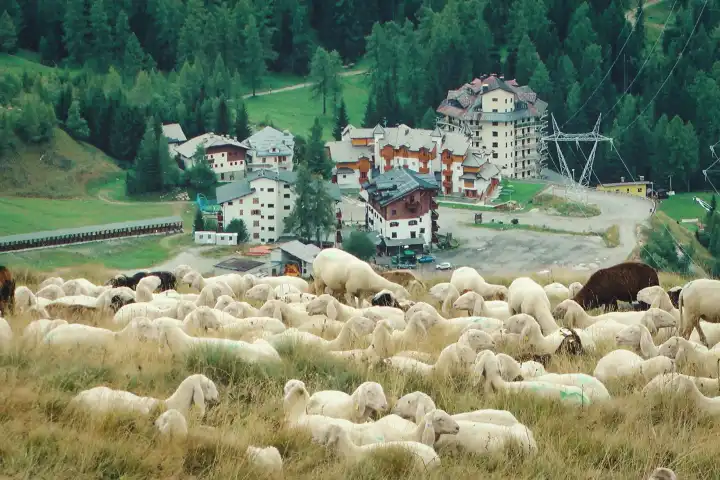 Weidende Schafe oberhalb eines modernen Bergdorfs