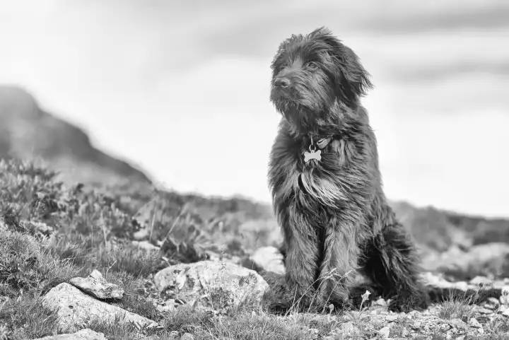 Schäferhund in den Bergen in der Ferne schauen schwarz und weiß
