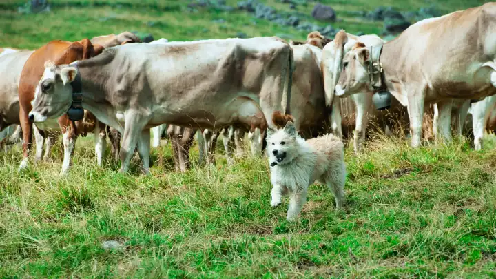 Shepherd dog after having gathered a herd of cows