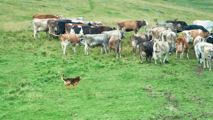 Shepherd dog in action with a group of alpine cows