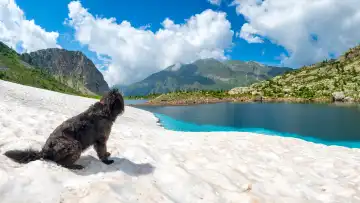 Schäferhund im Schnee am Bergsee