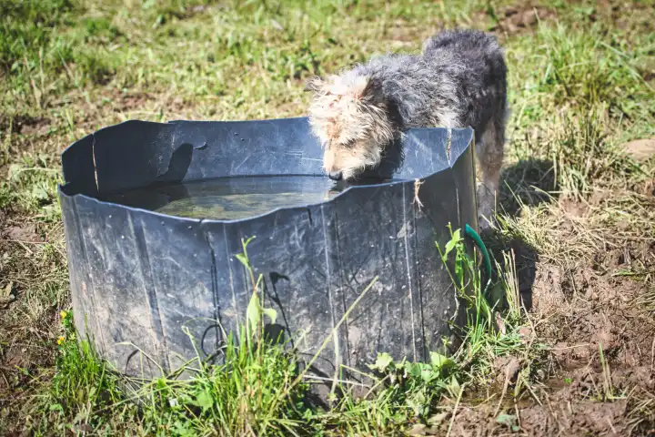 Kleiner Hirtenhund aus Bergamo in den italienischen Alpen löscht seinen Durst aus einem Plastikbehälter für Kühe