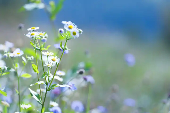 Plant and wild chamomile flowers