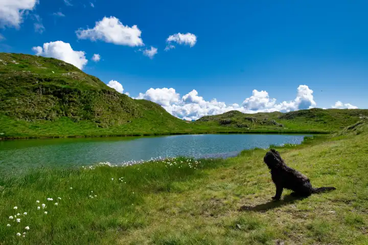 Black shepherd dog near a mountain lake