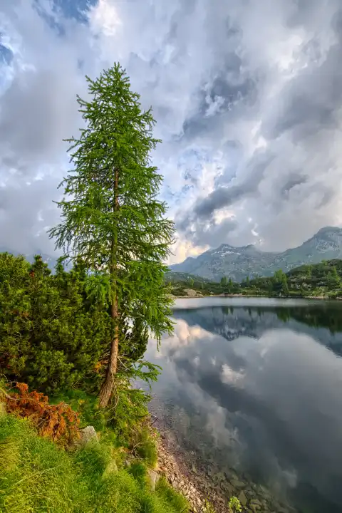 Pine in a mountain lake
