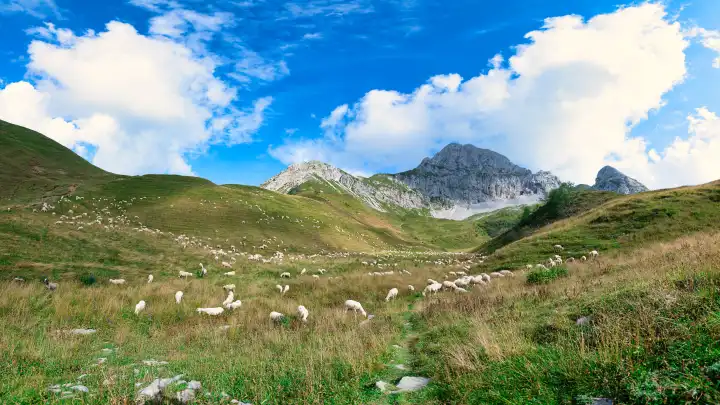 Weidende Schafe im Brembanatal in der Lombardei Italien