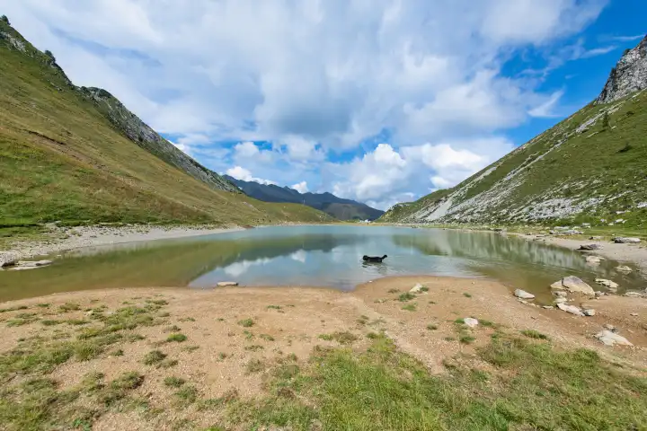 Schäferhund badet und löscht seinen Durst in einem Alpensee