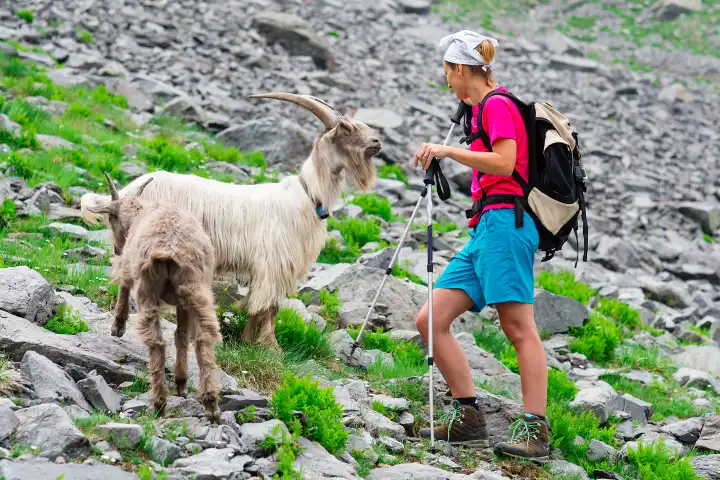 Woman hiker in mountains meet a goat