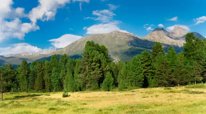 Panorama von grünen Bäumen und Bergen