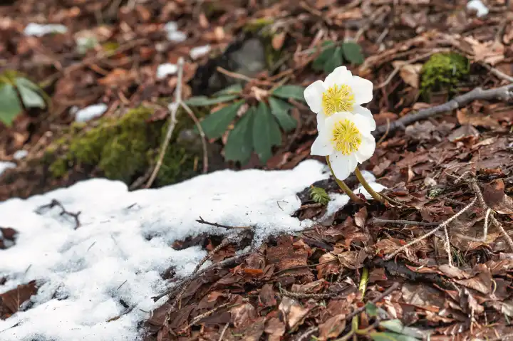 Elleboro niger oder falsches Schneeglöckchen erscheint in der Nähe des letzten Schnees im Wald