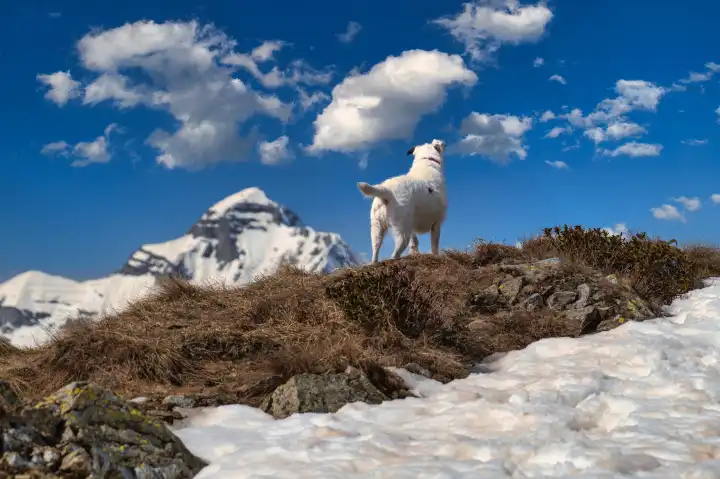 A small white dog observes the mountain panorama