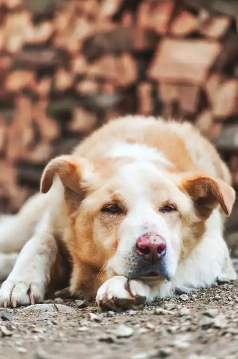 A abandoned light colored mixed breed dog
