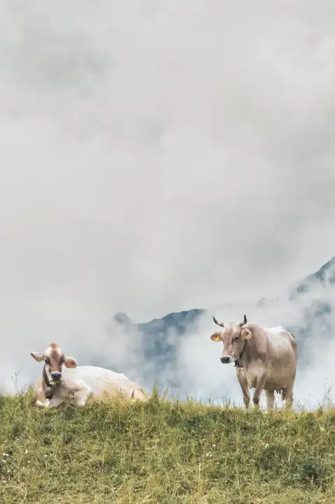 Two cows rest in the mountain pasture on Italian alps