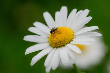 Detail of a daisy flower with a fly