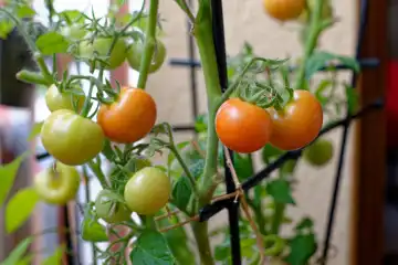 Obst und Gemüse im heimischen Garten: Reifende grüne und rote Tomaten am Strauch