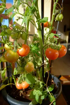Obst und Gemüse im heimischen Garten: Reife grüne und rote Tomaten am Strauch