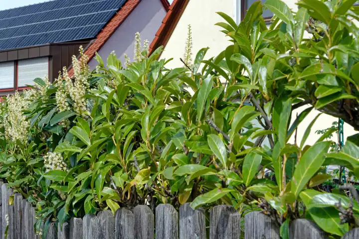 Verbot invasiver Arten: Nahaufnahme von blühendem Kirschlorbeer hinter einem Gartenzaun