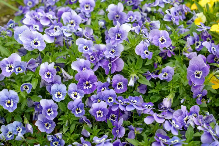 Nahaufnahme von Blüten des Hornveilchens, viola cornuta