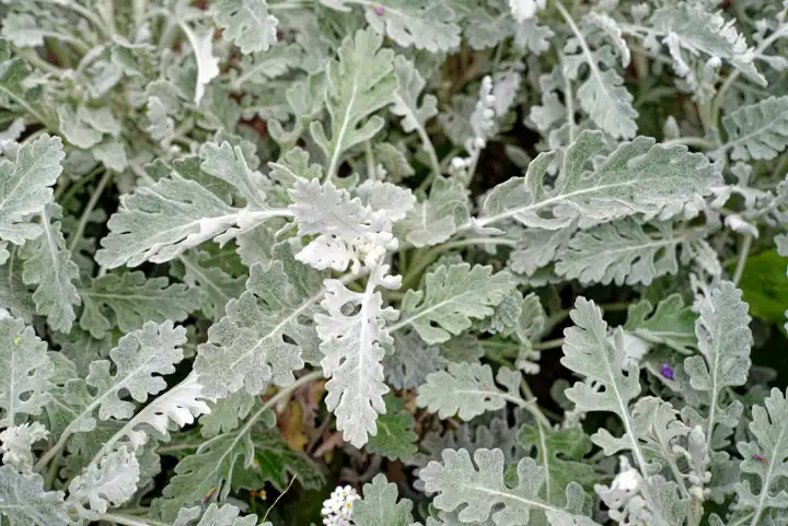 Nahaufnahme eines Silberblatts, Pflanze, Lunaria