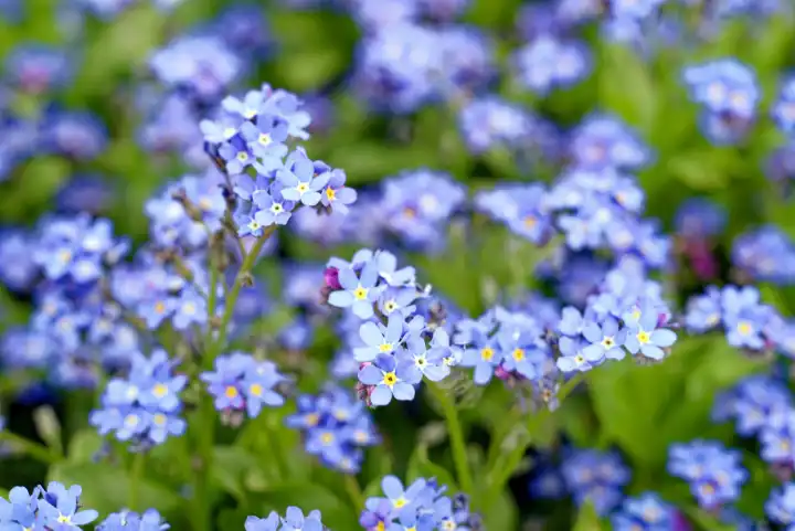 Close-up of the flower of a forget-me-not, Myosotis syvatica