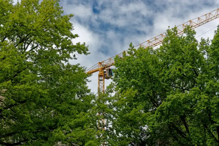 Crane towers above trees in the blue and white sky