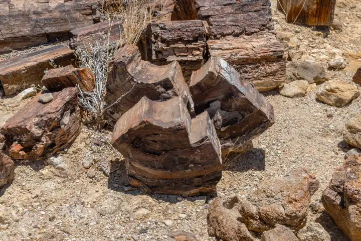 Versteinerte und mineralisierte Baumstämme, Khorixas, Damaraland, Namibia