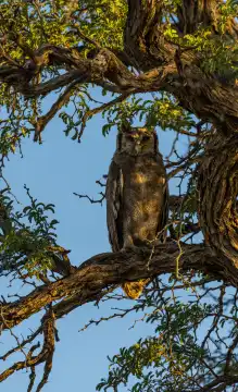 Cape eagle-owl on the branch of an acacia tree
