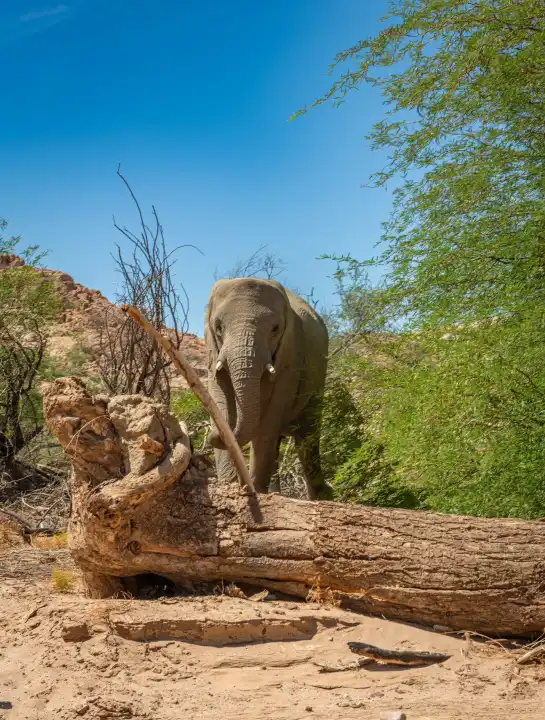 Wüstenelefant an den Ufern des trockenen Ugab-Flusses, Namibia