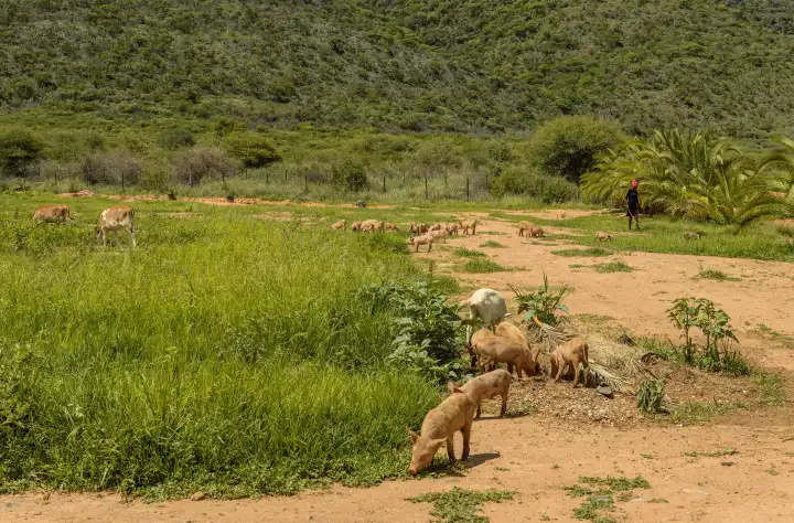 Hirtin mit einer Gruppe von Schweinen, Otavi, Namibia