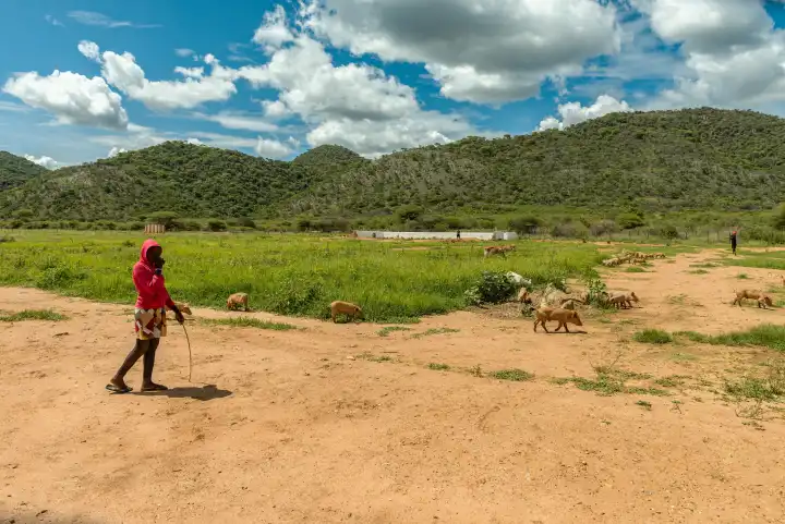 Hirtin mit einer Gruppe von Schweinen, Otavi, Namibia