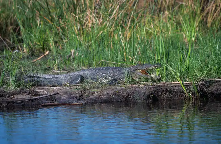 Nilkrokodile, Crocodylus niloticus, an den Ufern des Kwando-Flusses, Caprivi, Namibia