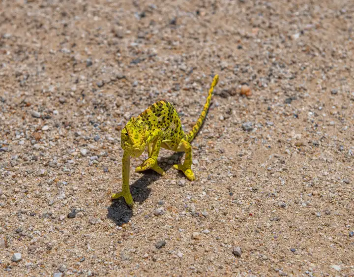 Namaqua chameleon, Chamaeleo namaquensis crossing a gravel road, Namibia