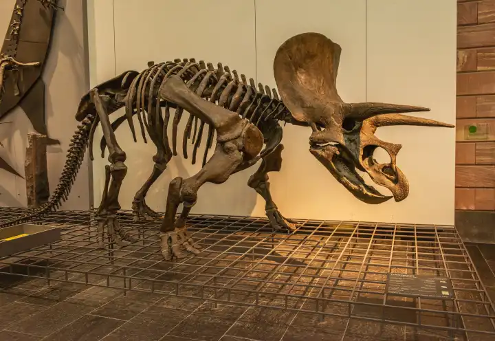 Dinosaur skeletons in the Senckenberg Museum, Frankfurt, Germany