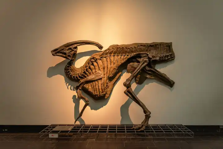 Dinosaurierskelette im Senckenberg Museum, Frankfurt, Deutschland
