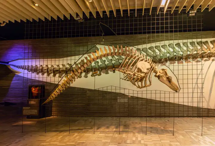 Dinosaur skeletons in the Senckenberg Museum, Frankfurt, Germany