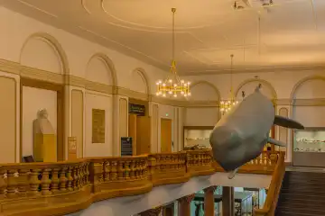 Sperm whale model in the Senckenberg Nature Museum, Frankfurt, Germany