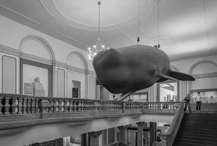 Sperm whale model in the Senckenberg Nature Museum, Frankfurt, Germany