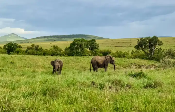 Wunderschöne wilde Elefanten in der Savanne von Afrika