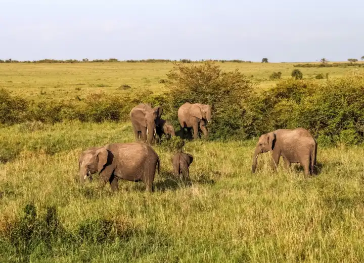 Beautiful wild elephants in the savannah of Africa