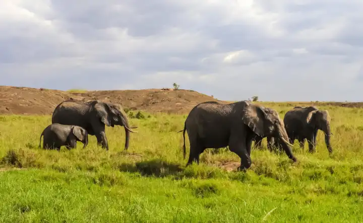 Beautiful wild elephants in the savannah of Africa