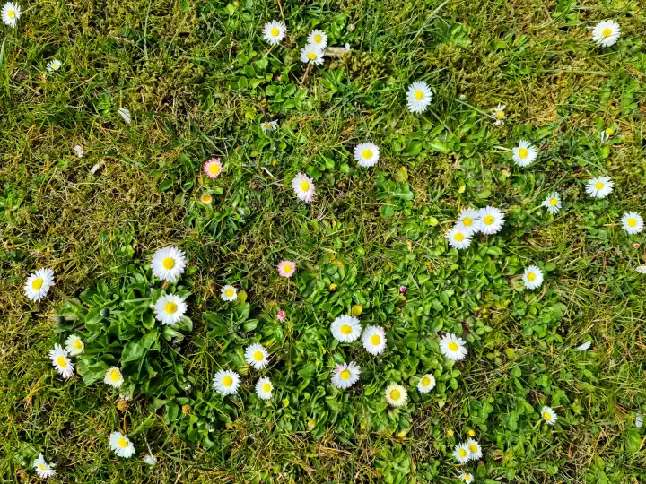 Weißes Gänseblümchen in einem blumigen Sommerhintergrund. Leucanthemum vulgare. Blühende Kamille und Gartenarbeit Konzept in einer schönen Naturszene mit blühenden Gänseblümchen.
