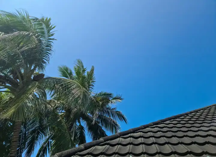 A roof covered in black shingles with palm leaves on the side against a blue sky