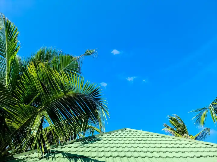 A roof covered in black shingles with palm leaves on the side against a blue sky