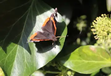 Red Admiral butterfly. Vanessa atalanta sitting on a blooming ivy  