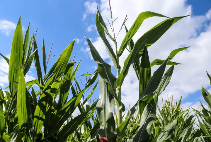 Schöne Nahaufnahme Blick auf grüne Maispflanzen auf einem Feld mit blauem Himmel Hintergrund